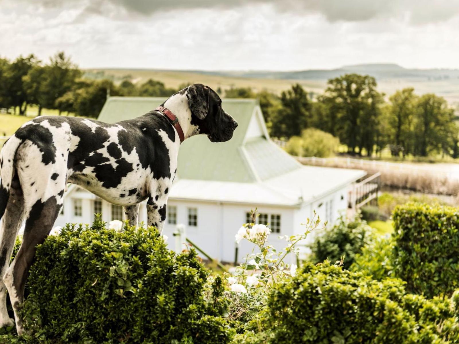 Oaklands Farm Stay Van Reenen Eksteriør billede